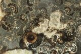 Polished Ammonite (Promicroceras) Slab - Marston Magna Marble #211311-1